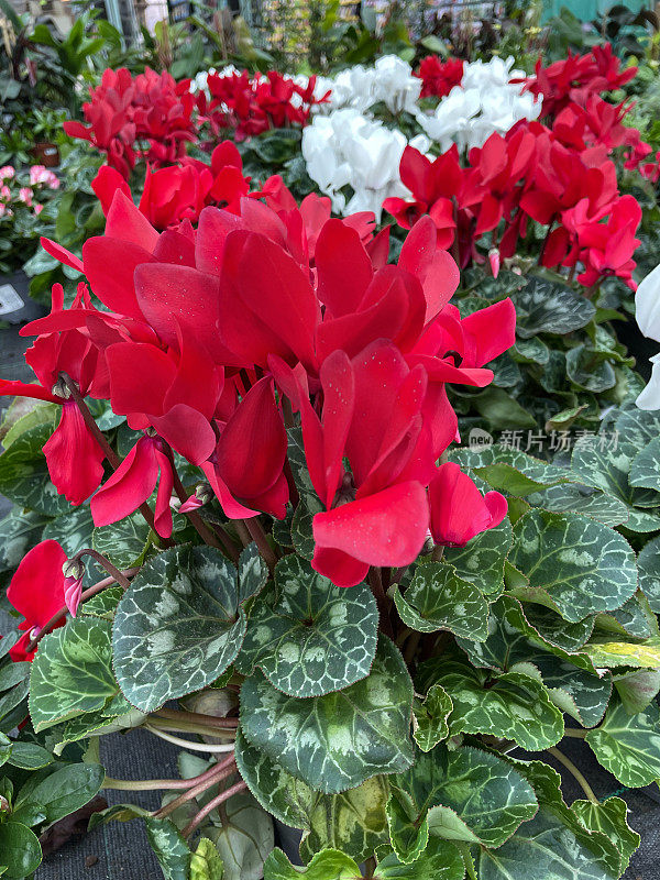 近景图片:常青藤仙客来(cyclamen hederifolium)，亮红色和白色的花，绿色的心形叶子生长在一个花园中心的黑色塑料托盘中，聚焦前景